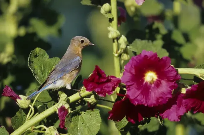 Framed Print : Eastern Bluebird (Sialia sialis) female on Hollyhock (Alcea rosea), Marion Co. IL