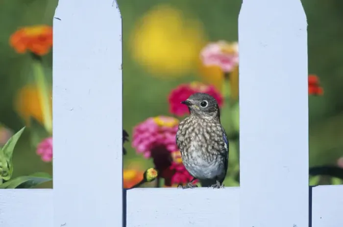 Framed Print : Eastern Bluebird (Sialia sialis) fledgling on picket fence near flower garden, Marion Co