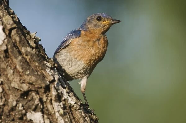 Eastern Bluebird, Sialia sialis, male, Willacy County, Rio Grande Valley, Texas, USA