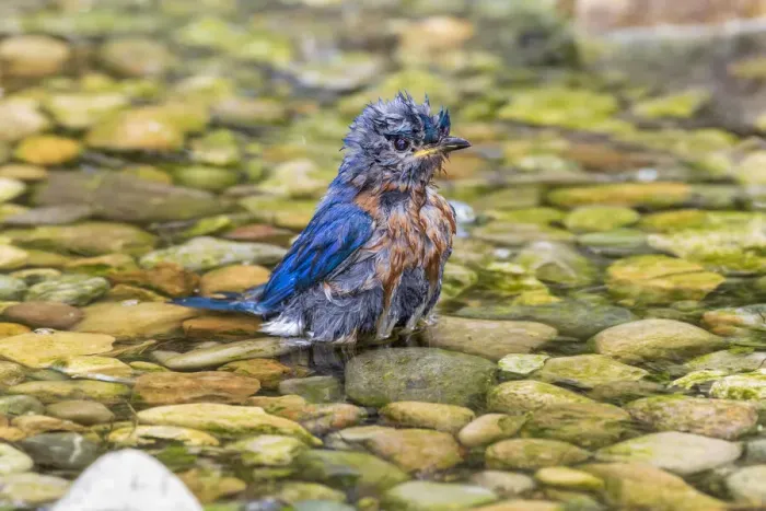 Framed Print : Eastern Bluebird (Sialia sialis) male bathing Marion County, Illinois Framed Print : Eastern Bluebird (Sialia sialis) male bathing Marion County, Illinois