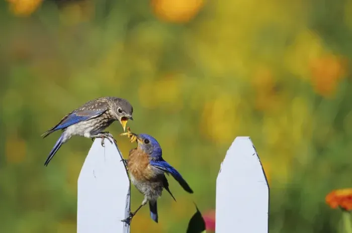 Framed Print : Eastern Bluebird (Sialia sialis) male feeding fledgling on picket fence near flower garden