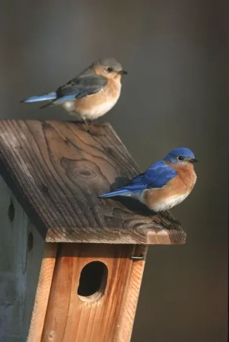 Framed Print : Eastern Bluebird (Sialia sialis) male & female on Peterson nest box Marion Co. IL