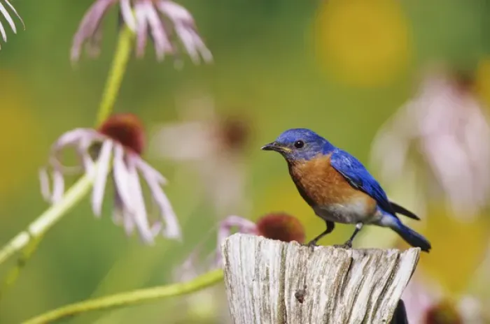 Framed Print : Eastern Bluebird (Sialia sialis) male on fence post in flower garden, Marion Co. IL Framed Print : Eastern Bluebird (Sialia sialis) male on fence post in flower garden, Marion Co. IL