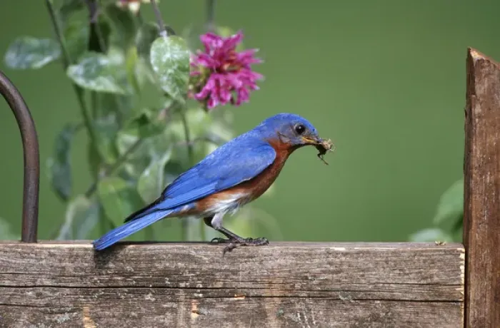 Framed Print : Eastern Bluebird (Sialia sialis) male with grasshopper on fence near Bee Balm (Monarda sp