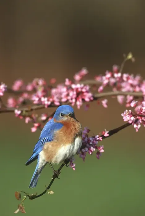 Framed Print : Eastern Bluebird (Sialia sialis) male in Redbud tree in spring Marion Co. IL Framed Print : Eastern Bluebird (Sialia sialis) male in Redbud tree in spring Marion Co. IL