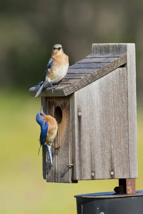 Framed Print : Eastern Bluebird (Sialia sialis) at nestbox feeding young, Texas hill country, May Framed Print : Eastern Bluebird (Sialia sialis) at nestbox feeding young, Texas hill country, May