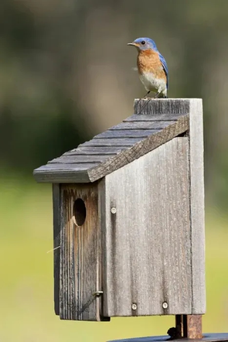 Framed Print : Eastern Bluebird (Sialia sialis) at nestbox feeding young, Texas hill country, May Framed Print : Eastern Bluebird (Sialia sialis) at nestbox feeding young, Texas hill country, May