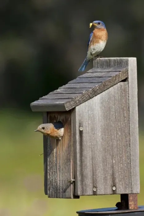 Framed Print : Eastern Bluebird (Sialia sialis) at nestbox feeding young, Texas hill country, May Framed Print : Eastern Bluebird (Sialia sialis) at nestbox feeding young, Texas hill country, May