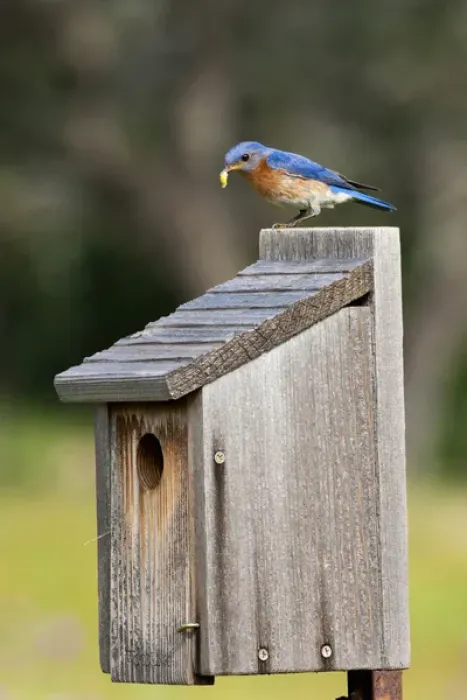 Framed Print : Eastern Bluebird (Sialia sialis) at nestbox feeding young, Texas hill country, May Framed Print : Eastern Bluebird (Sialia sialis) at nestbox feeding young, Texas hill country, May