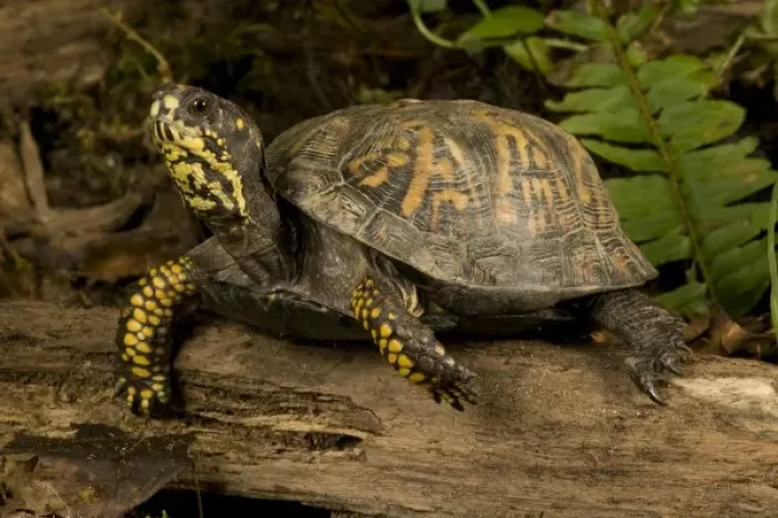 Framed Print : Eastern Box Turtle, Terrapene c. carolina, Central Pennsylvania. A common turtle in the Eastern USA