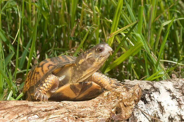 Eastern box turtle Terrapene c. carolina Kettle River, MN Maresa Pryor