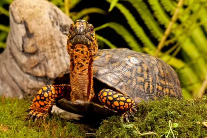 Framed Print : Eastern Box Turtle, Terrapene carolina, Native to Eastern Coastal US Framed Print : Eastern Box Turtle, Terrapene carolina, Native to Eastern Coastal US