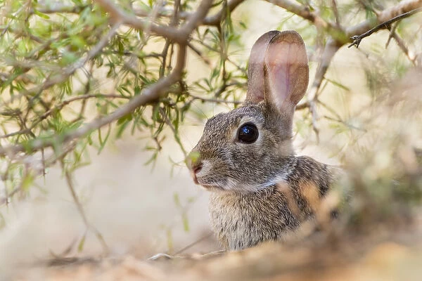 Eastern Cottontail Rabbit (Sylvilagus floridanus) resting in shade