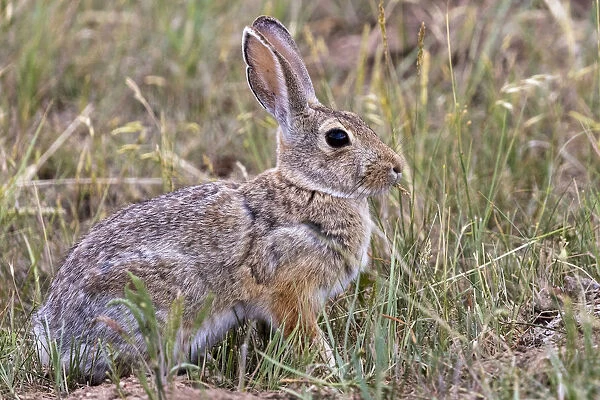 Eastern cottontail rabbit in Theodore Roosevelt National Park, North Dakota, USA
