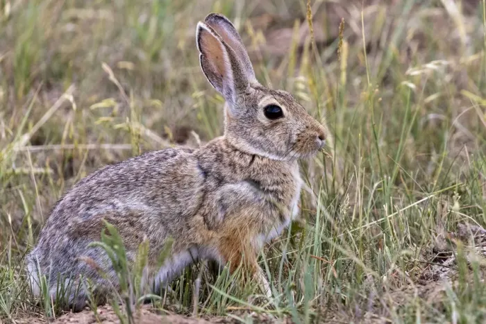 Framed Print : Eastern cottontail rabbit in Theodore Roosevelt National Park, North Dakota, USA Framed Print : Eastern cottontail rabbit in Theodore Roosevelt National Park, North Dakota, USA