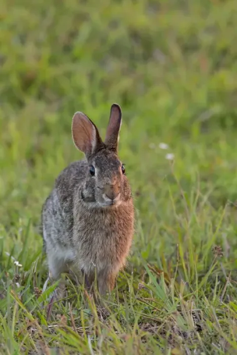 Framed Print : Eastern cottontail, Sylvilagus floridanus, Kissimmee Preserve State Park, Florida