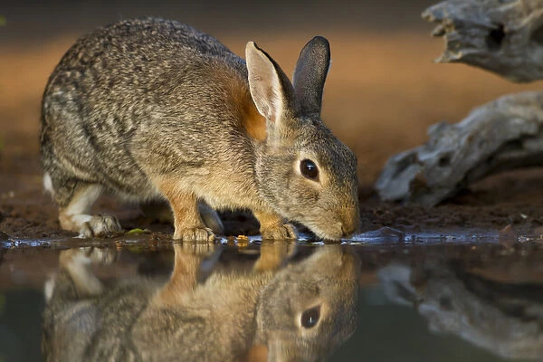 Eastern Cottontail (Sylvilagus floridanus) rabbit drinking at pond in late afternoon