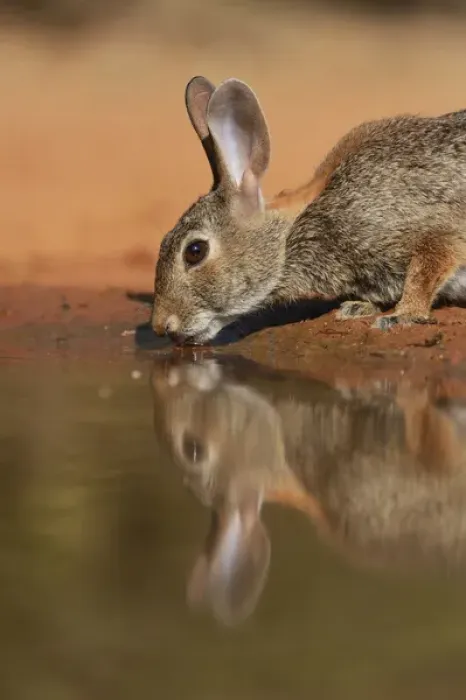 Framed Print : Eastern Cottontail (Sylvilagus floridanus), adult drinking at pond, South Texas, USA Framed Print : Eastern Cottontail (Sylvilagus floridanus), adult drinking at pond, South Texas, USA