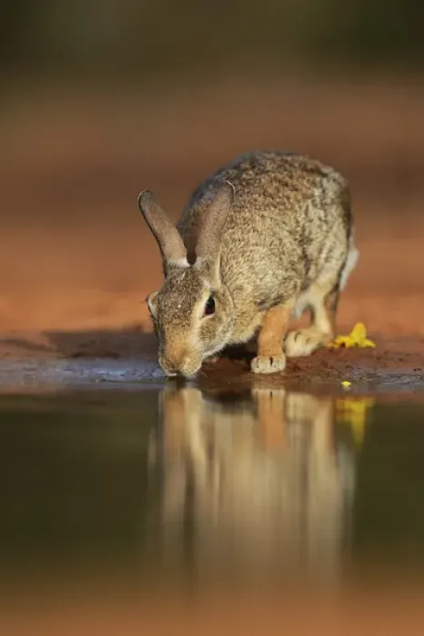 Framed Print : Eastern Cottontail (Sylvilagus floridanus), adult drinking at pond, South Texas, USA Framed Print : Eastern Cottontail (Sylvilagus floridanus), adult drinking at pond, South Texas, USA