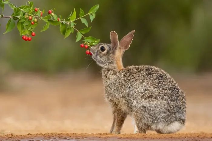 Framed Print : Eastern Cottontail (Sylvilagus floridanus) feeding