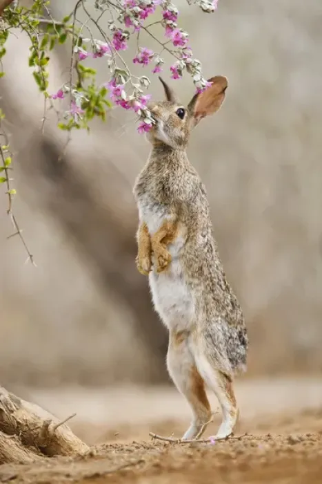 Framed Print : Eastern Cottontail (Sylvilagus floridanus) rabbit feeding on blooms of native plants Framed Print : Eastern Cottontail (Sylvilagus floridanus) rabbit feeding on blooms of native plants