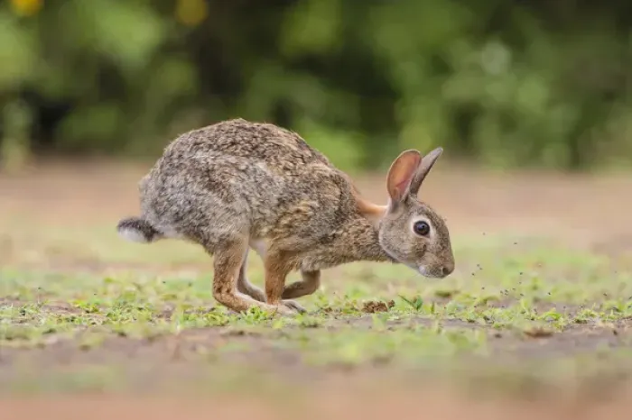 Framed Print : Eastern Cottontail (Sylvilagus floridanus) running