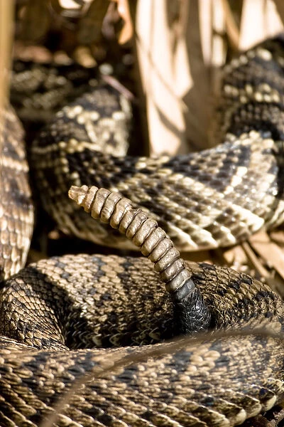 Eastern diamondback rattlesnake, Crotalus adamanteus, is becoming an increasingly