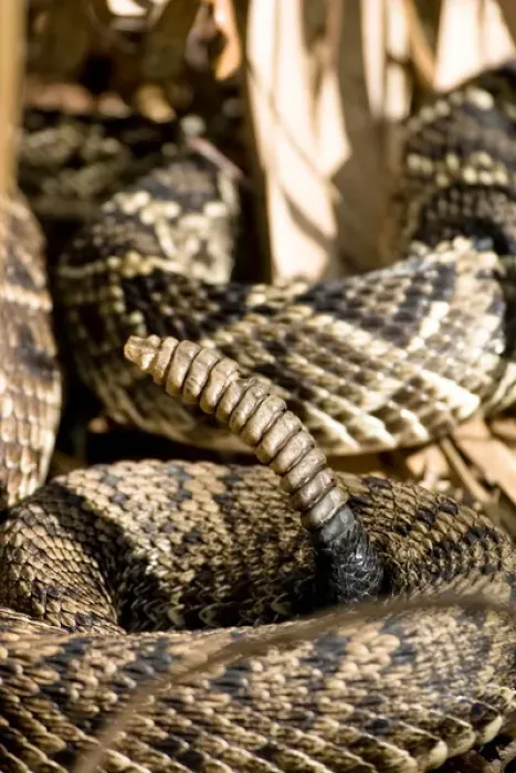 Framed Print : Eastern diamondback rattlesnake, Crotalus adamanteus, is becoming an increasingly
