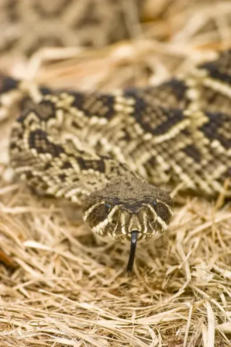 Framed Print : Eastern diamondback rattlesnake, Crotalus adamanteus, is becoming an increasingly