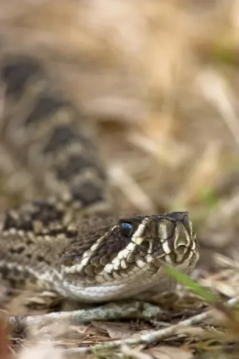 Framed Print : Eastern diamondback rattlesnake, Crotalus adamanteus, is becoming an increasingly
