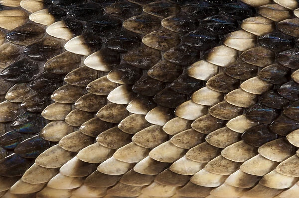Eastern Diamondback Rattlesnake (Crotalus adamanteus) Body Detail CAPTIVE