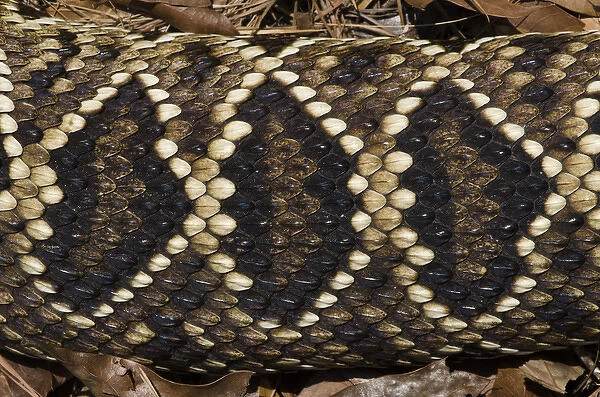 Eastern Diamondback Rattlesnake (Crotalus adamanteus) Body Detail CAPTIVE
