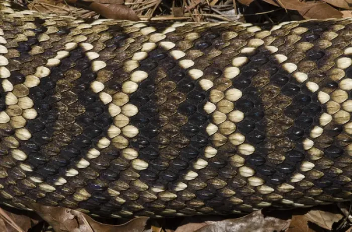 Framed Print : Eastern Diamondback Rattlesnake (Crotalus adamanteus) Body Detail CAPTIVE Framed Print : Eastern Diamondback Rattlesnake (Crotalus adamanteus) Body Detail CAPTIVE