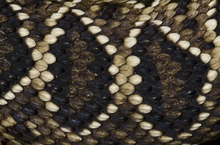 Framed Print : Eastern Diamondback Rattlesnake (Crotalus adamanteus) Body Detail CAPTIVE Framed Print : Eastern Diamondback Rattlesnake (Crotalus adamanteus) Body Detail CAPTIVE