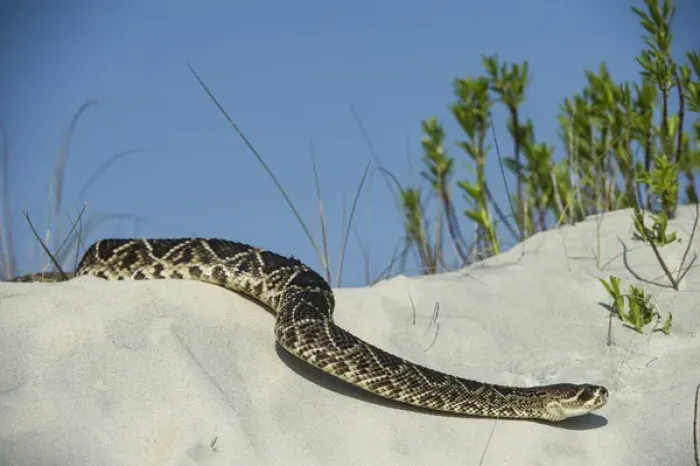Framed Print : Eastern Diamondback Rattlesnake (Crotalus adamanteus) on Dunes, Little St Simons Island Framed Print : Eastern Diamondback Rattlesnake (Crotalus adamanteus) on Dunes, Little St Simons Island