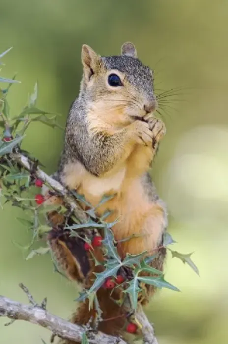 Framed Print : Eastern Fox Squirrel, Sciurus niger