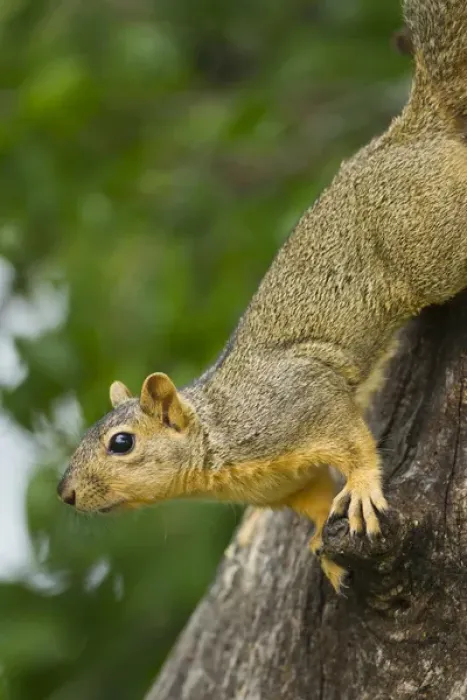 Framed Print : Eastern Fox Squirrel (Sciurus niger) on tree trunk