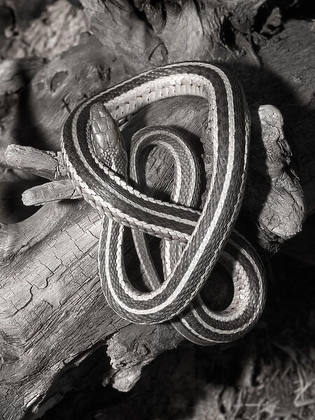 Eastern garter snake on log Thamnophis s. sirtalis Kettle River, MN