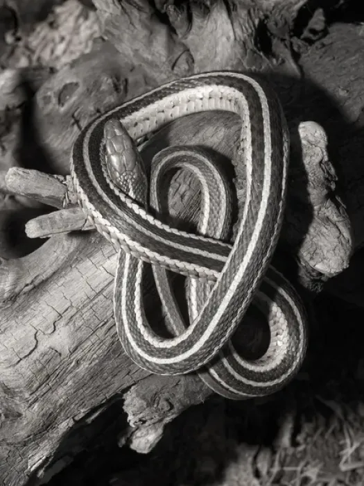 Framed Print : Eastern garter snake on log Thamnophis s. sirtalis Kettle River, MN
