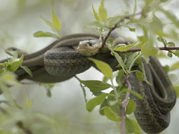 Eastern Garter Snakes mating, Thamnophis sirtalis sirtalis, Ottawa NWR, Ohio