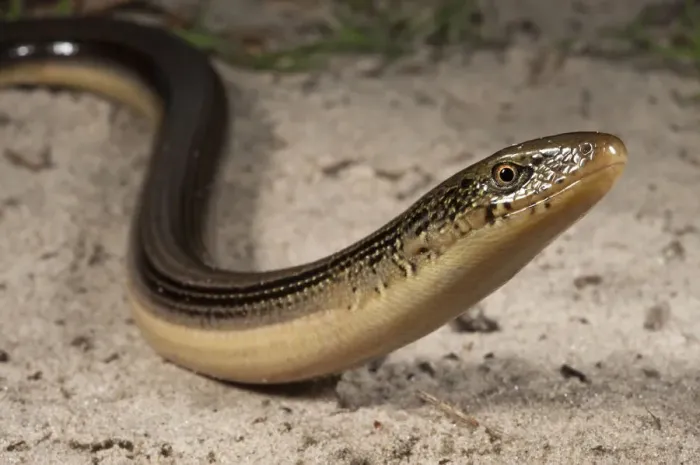 Framed Print : Eastern Glass Lizard (Ophisaurus ventralis) Little St Simons Island, Barrier Islands Framed Print : Eastern Glass Lizard (Ophisaurus ventralis) Little St Simons Island, Barrier Islands
