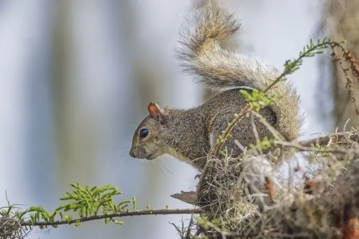 Framed Print : Eastern gray squirrel, Circle B Ranch, Florida Framed Print : Eastern gray squirrel, Circle B Ranch, Florida