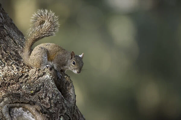 Eastern Gray Squirrel, or grey squirrel (Sciurus carolinensis) Little St Simons Island
