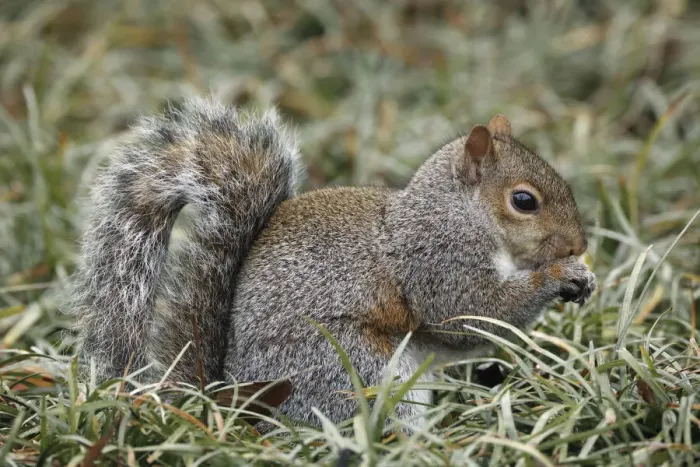 Framed Print : Eastern gray squirrel, Kentucky