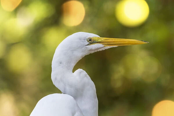 An Eastern Great Egret portrait against a bright yellow blurred background