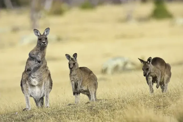 Framed Print : Eastern Grey Kangaroo or Forester Kangaroo (Macropus giganteus), group standing upright Framed Print : Eastern Grey Kangaroo or Forester Kangaroo (Macropus giganteus), group standing upright