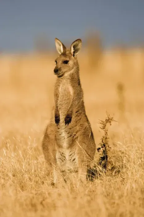 Framed Print : Eastern Grey Kangaroo or Forester Kangaroo (Macropus giganteus), portrait during sunset Framed Print : Eastern Grey Kangaroo or Forester Kangaroo (Macropus giganteus), portrait during sunset