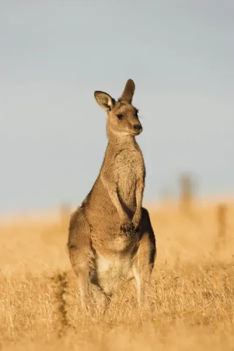 Framed Print : Eastern Grey Kangaroo or Forester Kangaroo (Macropus giganteus), portrait during sunset Framed Print : Eastern Grey Kangaroo or Forester Kangaroo (Macropus giganteus), portrait during sunset