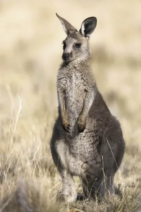 Framed Print : Eastern Grey Kangaroo or Forester Kangaroo (Macropus giganteus), portrait frontal