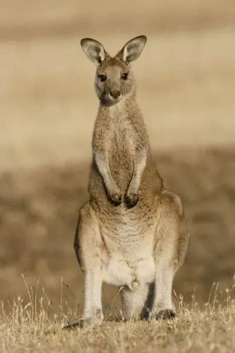Framed Print : Eastern Grey Kangaroo or Forester Kangaroo (Macropus giganteus), portrait frontal Framed Print : Eastern Grey Kangaroo or Forester Kangaroo (Macropus giganteus), portrait frontal